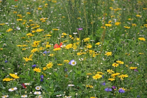 Wildflower Meadow Hub | Lincolnshire Wildlife Trust